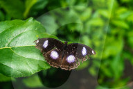 Great Eggfly (Hypolimnas Bolina) - Blue Moon Butterfly - Decline Of Butterflies Due To Climate Change