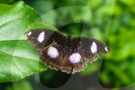 Great Eggfly (Hypolimnas Bolina) - Blue Moon Butterfly - Decline Of Butterflies Due To Climate Change
