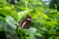 Great Eggfly (Hypolimnas Bolina) - Blue Moon Butterfly - Decline Of Butterflies Due To Climate Change