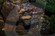 Slug Eating Moss - Animal India