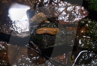 Slug Eating Moss - Animal India