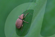 Nut Leaf Weevil