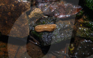 Slug Eating Moss - Animal India