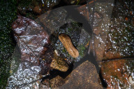 Slug Eating Moss - Animal India