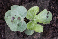 Watermelon Plants Growing At A Farm