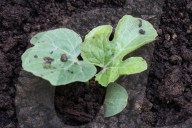 Watermelon Plants Growing At A Farm