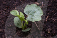 Watermelon Plants Growing At A Farm
