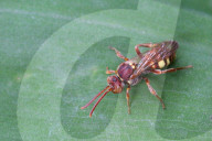 Obliterated Cuckoo Nomad Bee