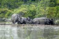 Kaziranga Flood