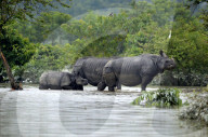 Kaziranga Flood