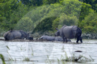Kaziranga Flood