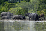 Kaziranga Flood