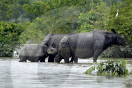 Kaziranga Flood