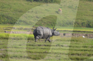 Kaziranga Flood