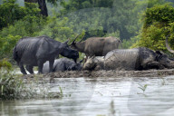 Kaziranga Flood