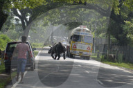 Kaziranga Flood