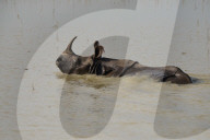 Pobitora Wildlife Sanctuary Flood
