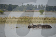Pobitora Wildlife Sanctuary Flood