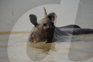 Pobitora Wildlife Sanctuary Flood