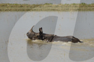 Pobitora Wildlife Sanctuary Flood