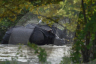 Pobitora Wildlife Sanctuary Flood