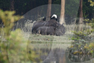 Pobitora Wildlife Sanctuary Flood