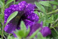 Rainy Day In Toronto, Canada