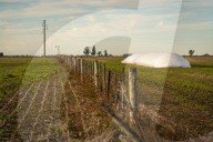 Grain Bags Storing Soybean In Argentina