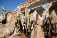 Giza Camel Market Ahead Of Eid Al Adha