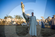 Giza Camel Market Ahead Of Eid Al Adha