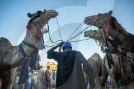 Giza Camel Market Ahead Of Eid Al Adha