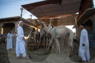 Giza Camel Market Ahead Of Eid Al Adha