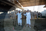 Giza Camel Market Ahead Of Eid Al Adha
