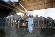 Giza Camel Market Ahead Of Eid Al Adha