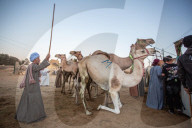 Giza Camel Market Ahead Of Eid Al Adha