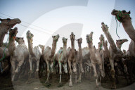 Giza Camel Market Ahead Of Eid Al Adha