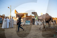 Giza Camel Market Ahead Of Eid Al Adha