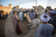 Giza Camel Market Ahead Of Eid Al Adha