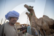 Giza Camel Market Ahead Of Eid Al Adha