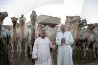 Giza Camel Market Ahead Of Eid Al Adha