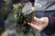 Native Olympia Oysters fair well against global warming