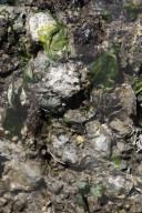 Native Olympia Oysters fair well against global warming