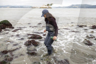 Native Olympia Oysters fair well against global warming