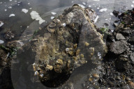 Native Olympia Oysters fair well against global warming