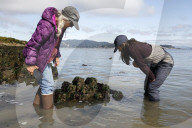 Native Olympia Oysters fair well against global warming