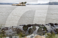 Native Olympia Oysters fair well against global warming