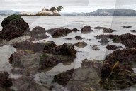 Native Olympia Oysters fair well against global warming