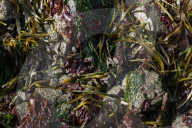Native Olympia Oysters fair well against global warming