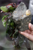 Native Olympia Oysters fair well against global warming