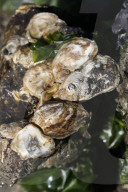 Native Olympia Oysters fair well against global warming